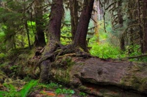 Washington state rainforest 