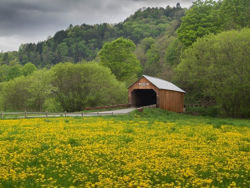 yellow dandelions surrounding bridge leading to barn in New England