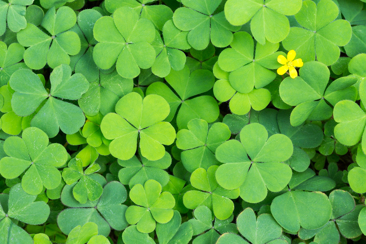 Field of clovers and a bright yellow flower