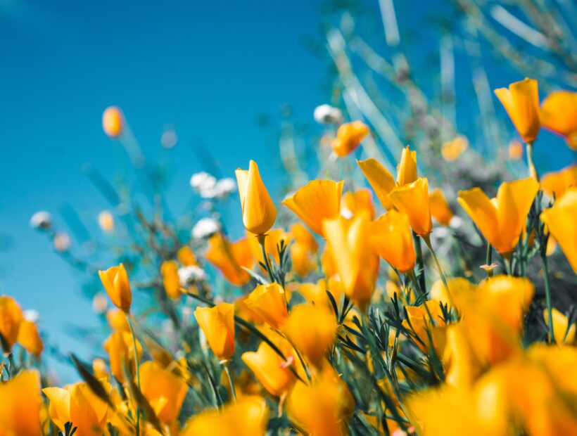 Field of yellow flowers in spring