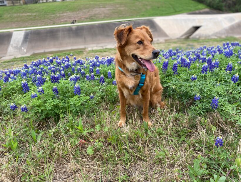 Pup in the Texas bluebonnets