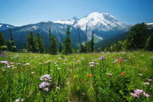 Meadow of wildflowers with Mt. Rainier in the background