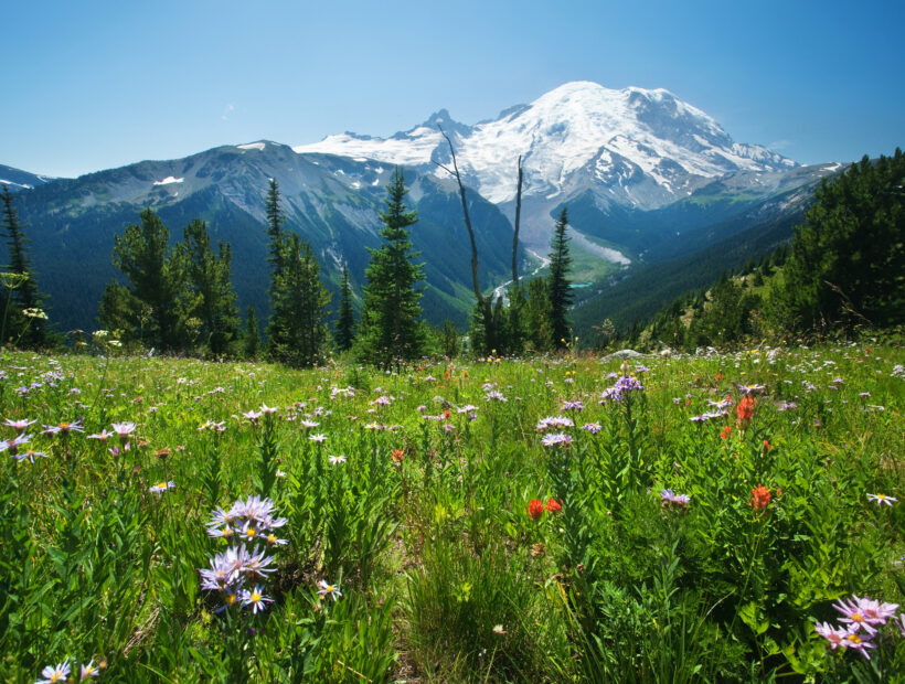 Meadow of wildflowers with Mt. Rainier in the background