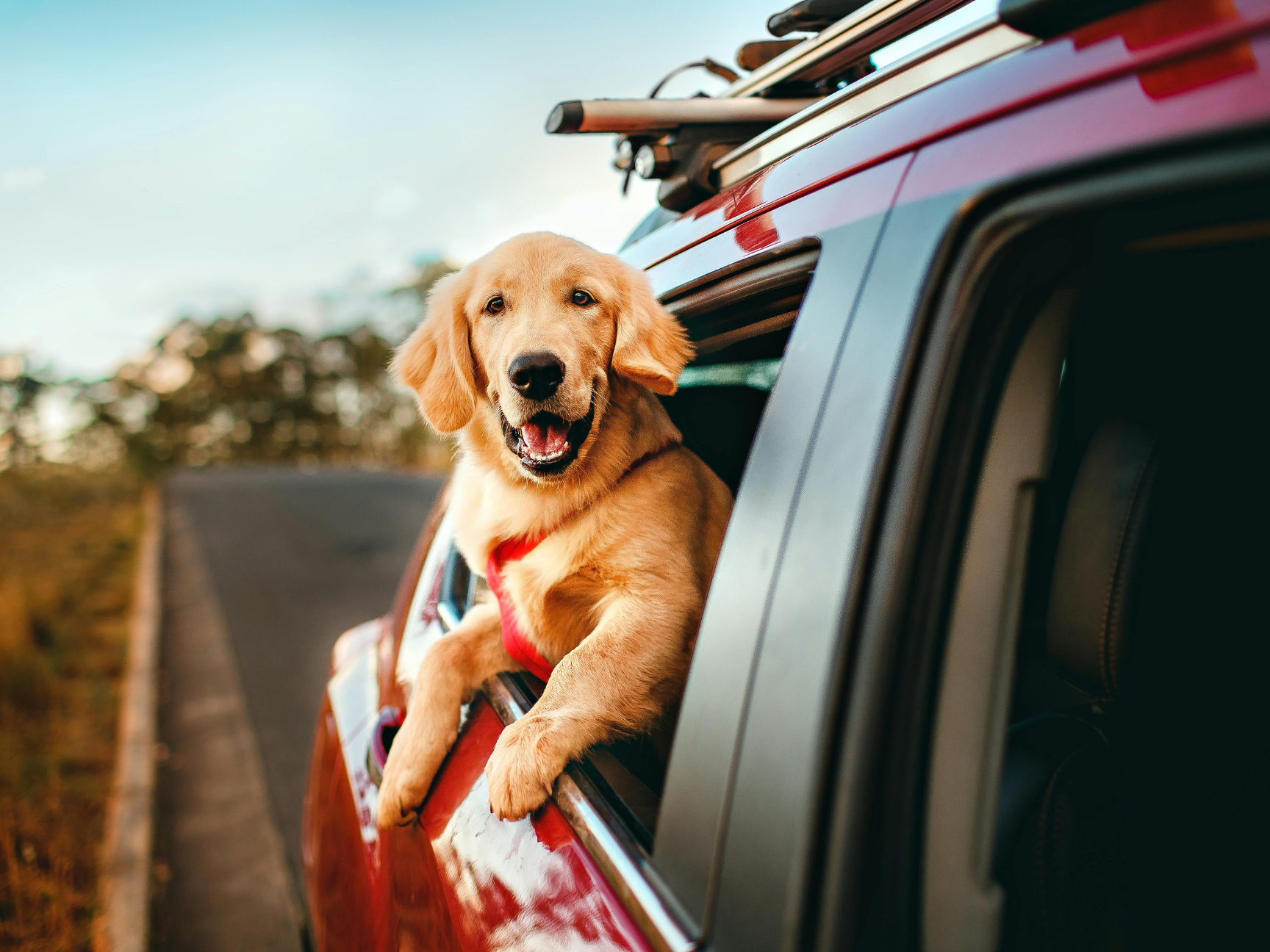 traveling with pets as a healthcare traveler